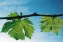 Corporate Identity, Corporate Design Berlin